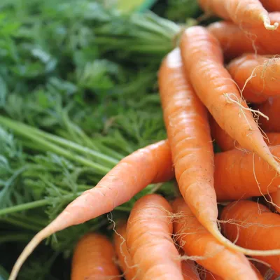 Leckere Karotten vom Märit